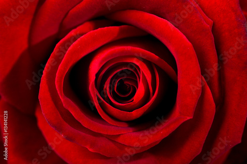 Deep red erotic rose macro. Closeup of petals. Twisted red color. photo