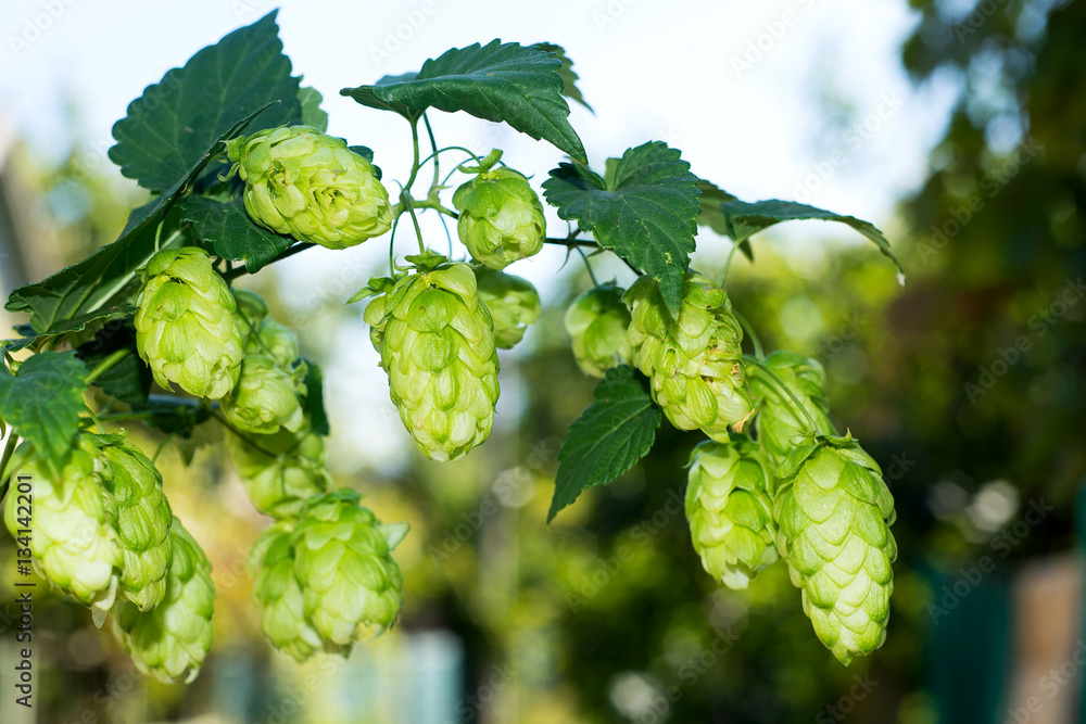 Sprig of hops against the sky, making beer and beer ingredient, especially the cultivation of hops Sprig of hops against the sky, making beer and beer ingredient, especially the cultivation of hops