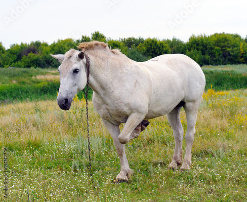 lonely old horse in the field