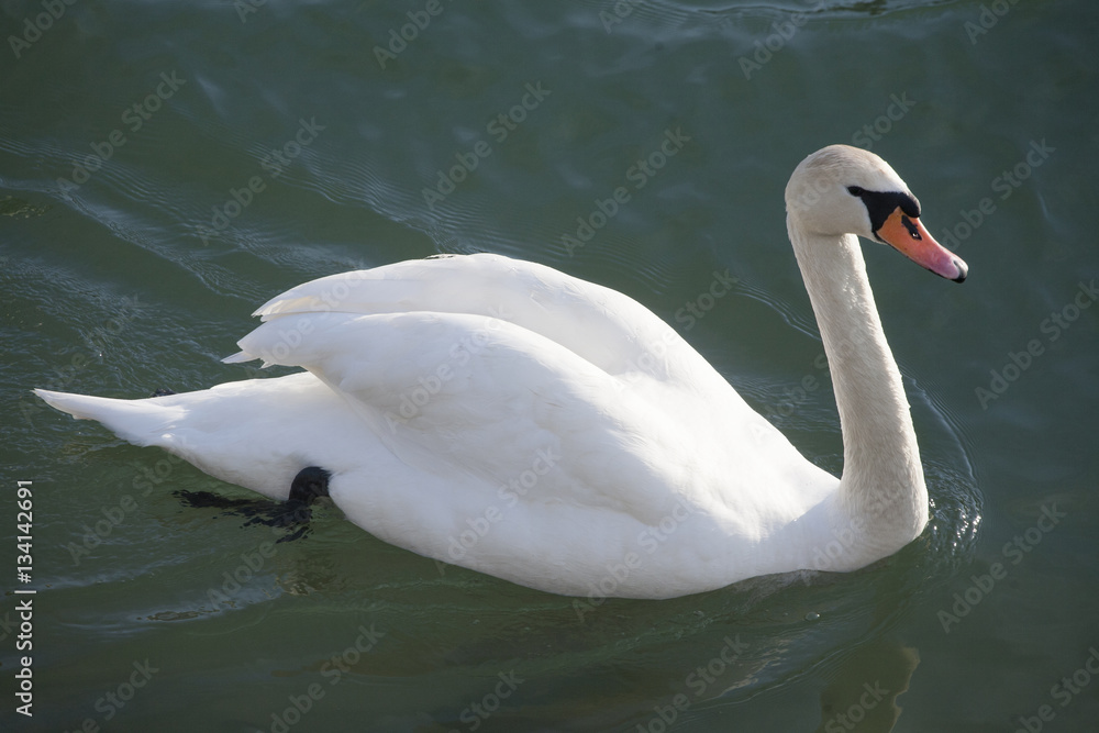 Fototapeta premium Graceful white mute swan swimming on lake summertime