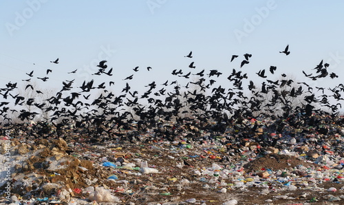 Flock of birds on landfill, Rook and Jackdaw