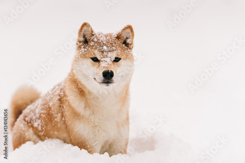 good dog on winter walk, frozen dog in the snow