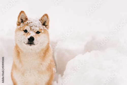 good dog on winter walk, frozen dog in the snow
