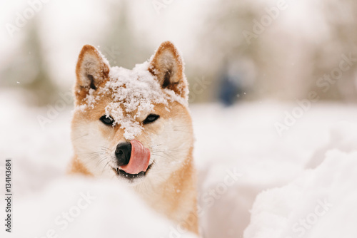 good dog on winter walk, licked dog in the snow