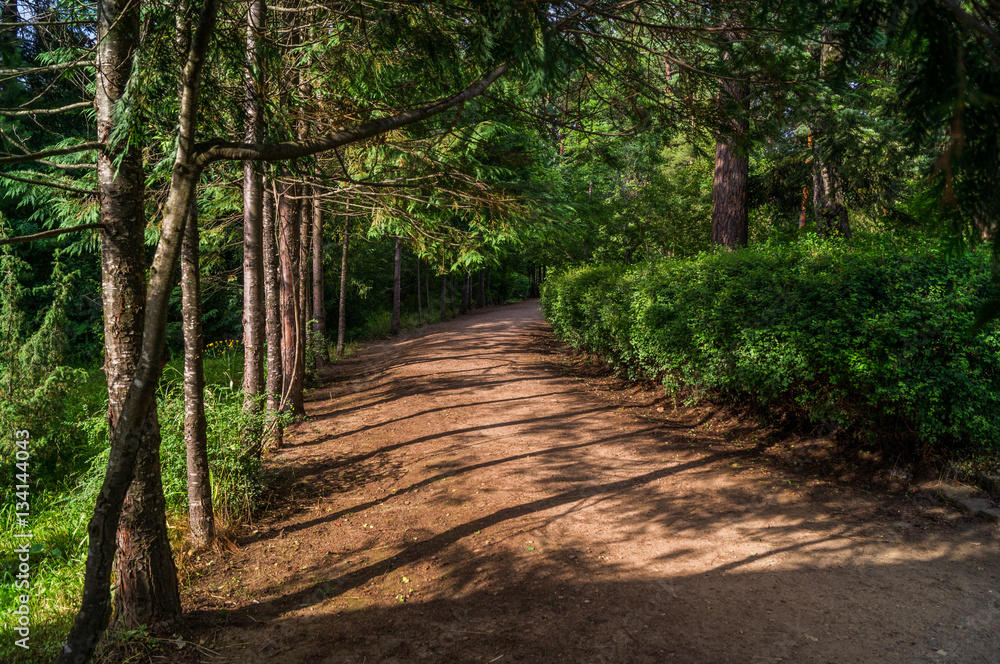 Obraz premium forest alley