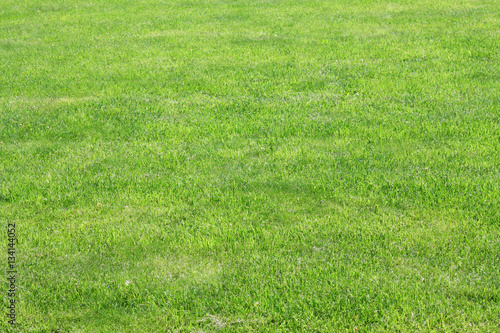 Background image of lush grass field