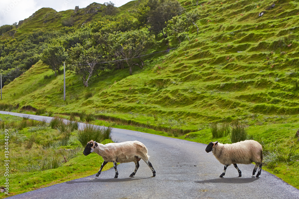 Obraz premium Sheeps on the road