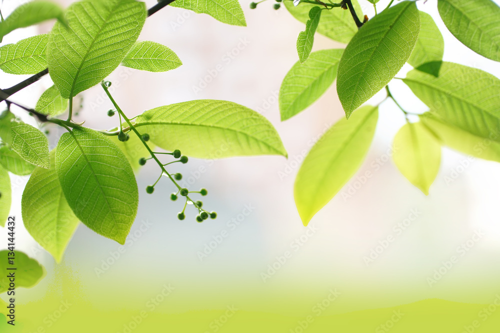 Succulent young green bird cherry tree leaves glow in the sun with soft focus close-up macro. Spring summer border template floral background wallpaper. Succulent young green bird cherry tree leaves glow in the sun with soft focus close-up macro. Spring summer border template floral background wallpaper.