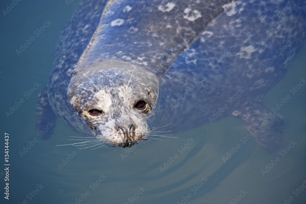 Obraz premium Harbour Seal