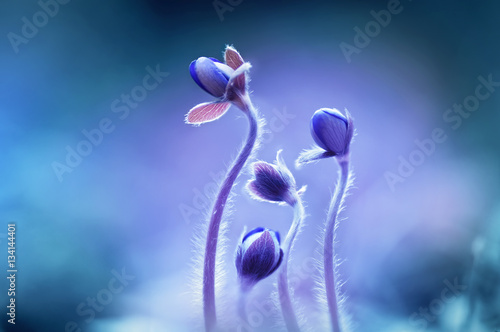 Fototapeta Naklejka Na Ścianę i Meble -  Spring blooming forest flowers in soft focus on light blue background outdoor close-up macro. Spring template floral background wallpaper. Elegant gentle air delicate artistic image.
