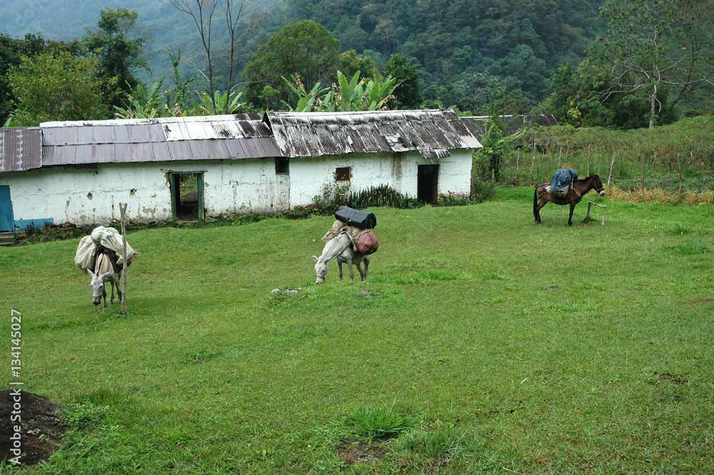 Fototapeta premium Three is my number