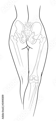 Fragment of female body, A fragment of the female body, backside - the lower back, pelvis and legs below the knee to the skeletal elements, rear view. On a white background.