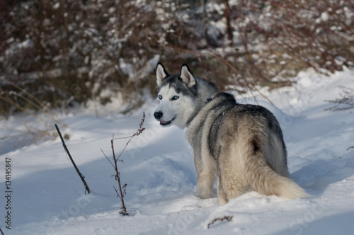 Siberian husky winter portrait © GrasePhoto