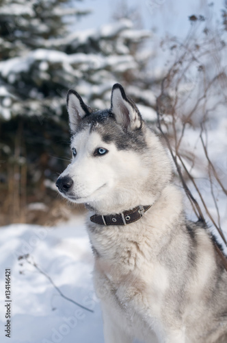 Siberian husky winter portrait