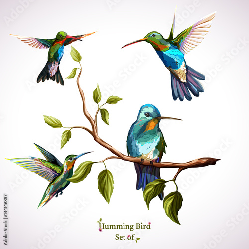 Humming birds. Set of four humming bird. Hand drawn, watercolor. Vector - stock