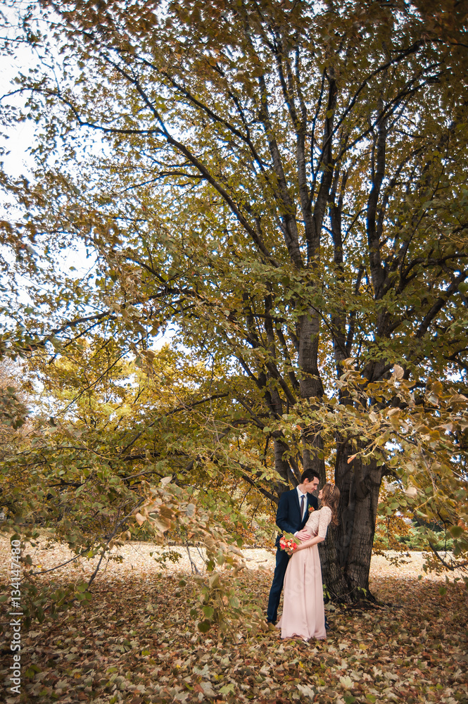 Bride and groom hugging in a forest in the autumn forest, weddin Bride and groom hugging in a forest in the autumn forest, weddin