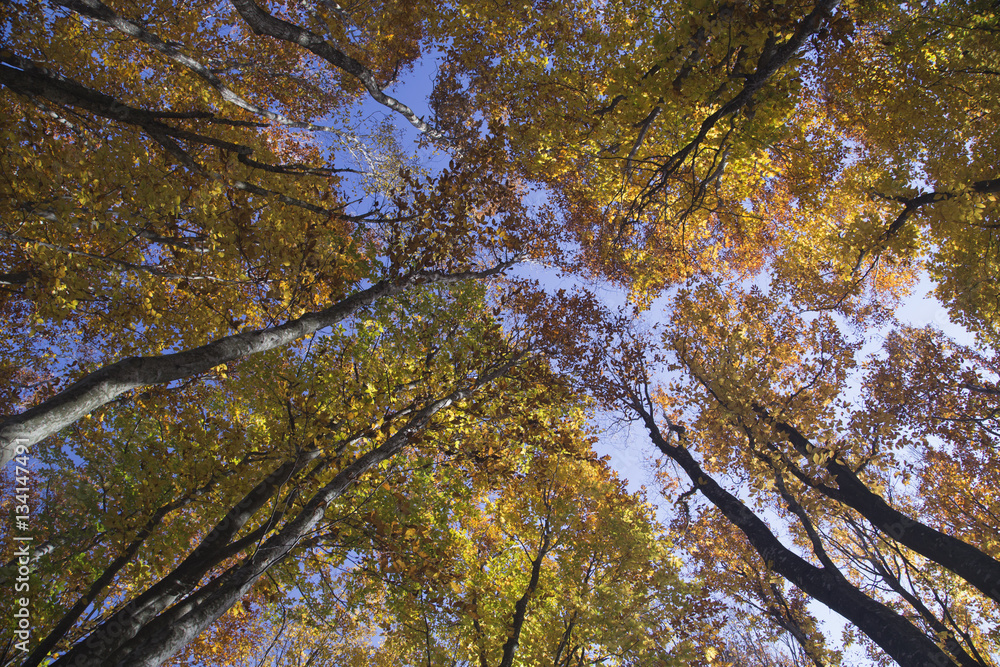 Fototapeta premium The tops of the trees with yellow foliage.