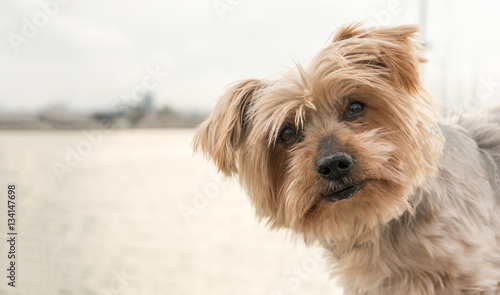 Dog face peeking from one side, surprised dog. Doggy with curiosity expression raising his ears. Hey what's up dog brown Yorkshire Terrier doggie. Blurry background