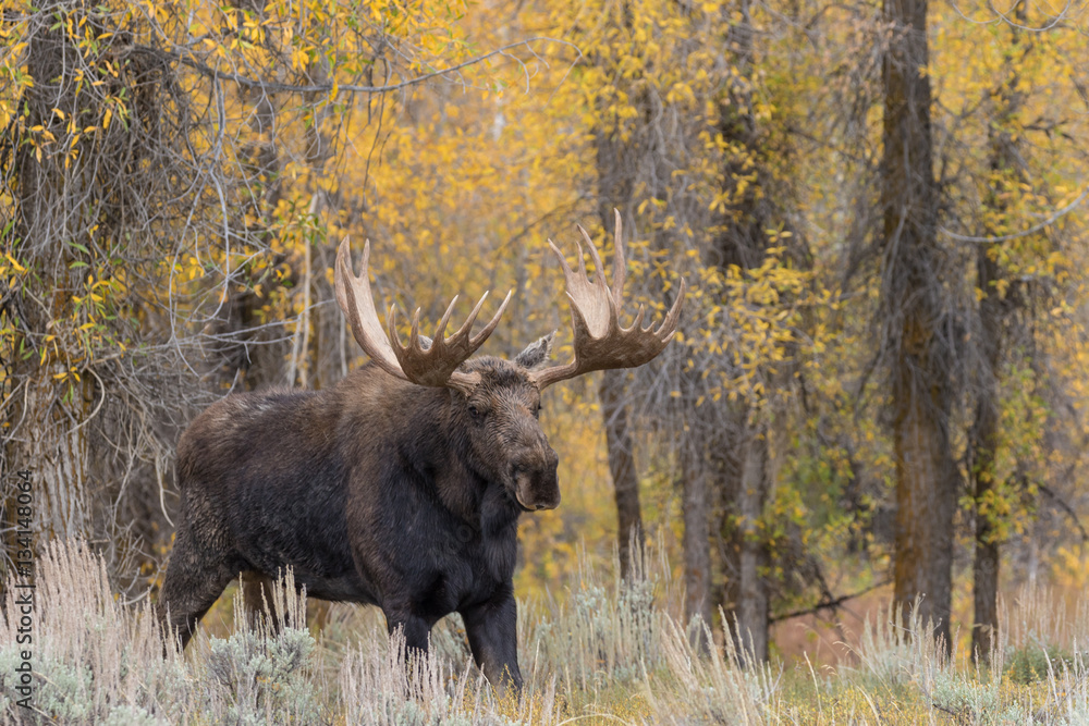 Bull Shiras Moose in the Fall Rut Bull Shiras Moose in the Fall Rut