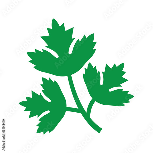 parsley on white background.