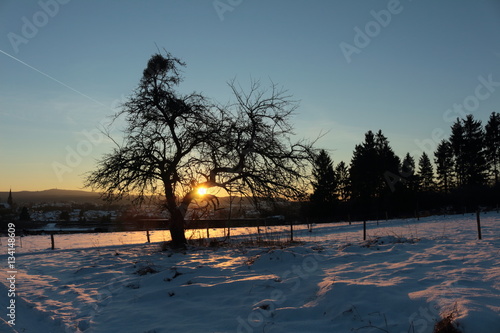 Sonnenuntergang und Baum