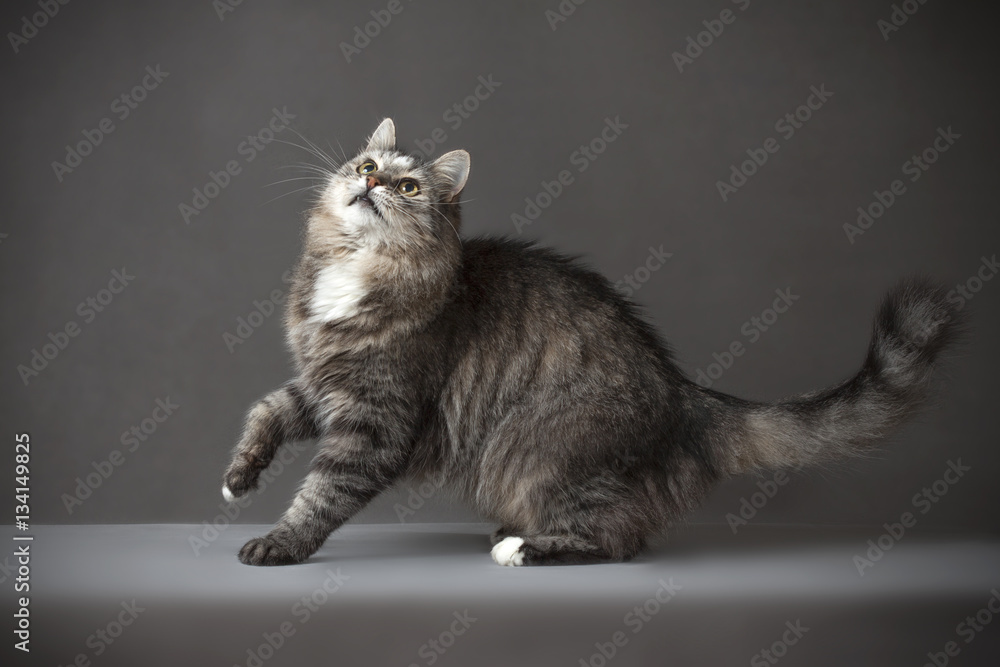 Obraz premium Home cat