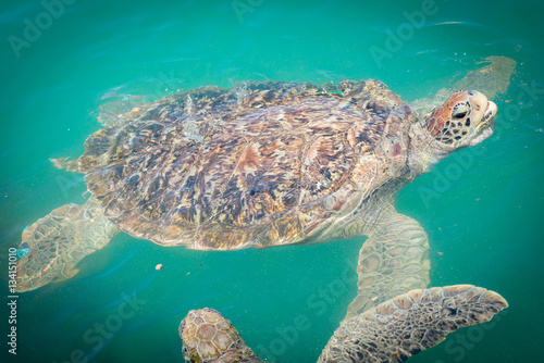 Giant sea turtle is swimming in the pool