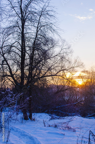 winter forest and the river at sunset