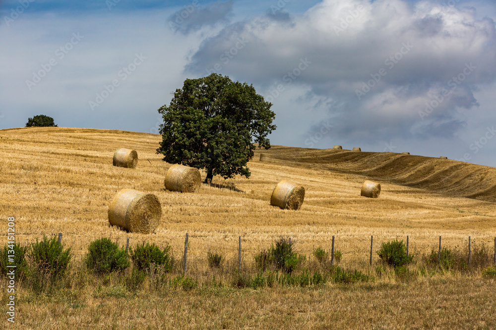 View of a tuscany field in Maremma region
