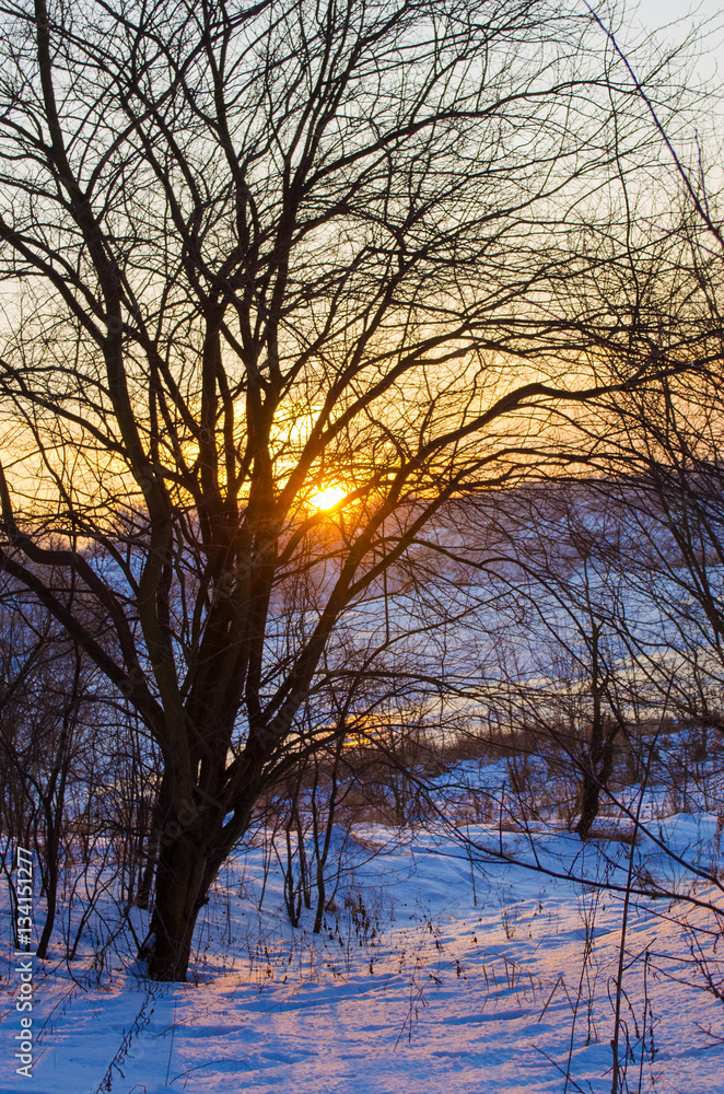 winter forest and the river at sunset winter forest and the river at sunset