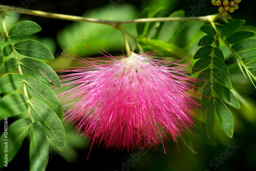 Flower Lenkoran acacia (Albizia julibrissin) photo