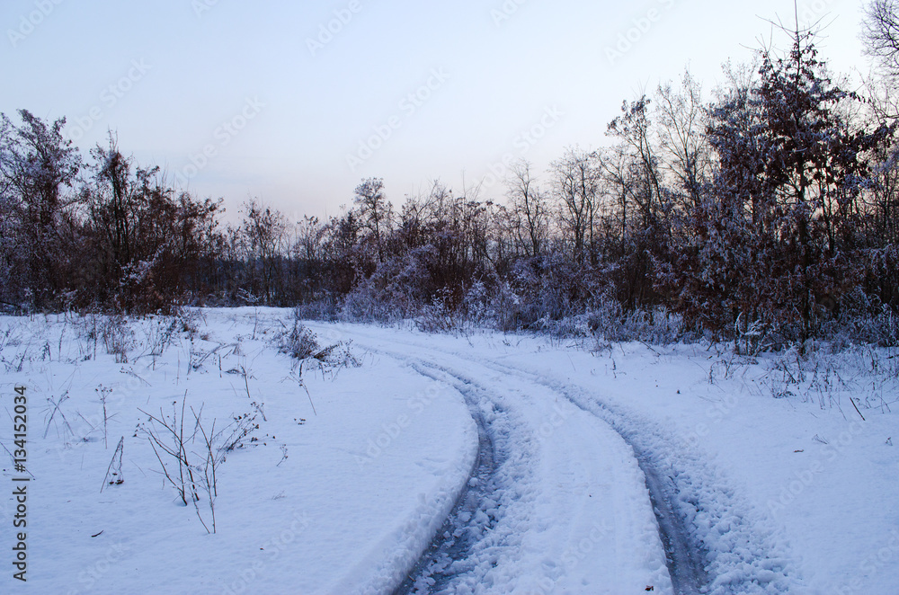 Fototapeta premium winter forest in snow