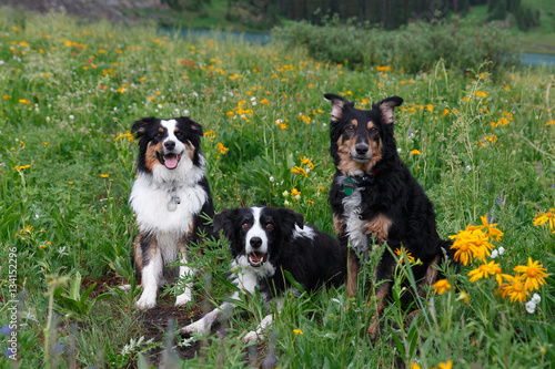 Herding dogs in a field of flowers