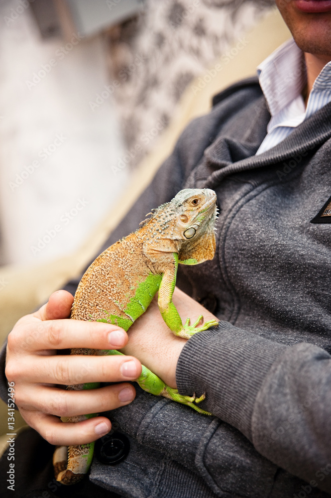 Fototapeta premium Close up image of man holding his exotic home pet green iguana. Selective focus