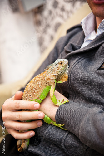 Close up image of man holding his exotic home pet green iguana. Selective focus