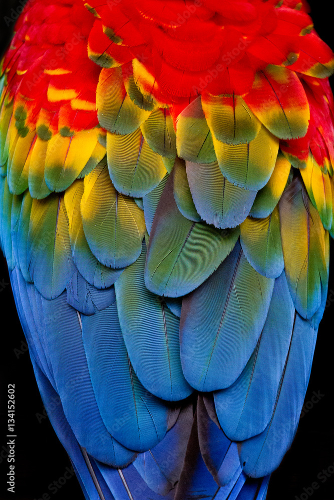 Fototapeta premium Wild Scarlet Macaw Feather Closeup
