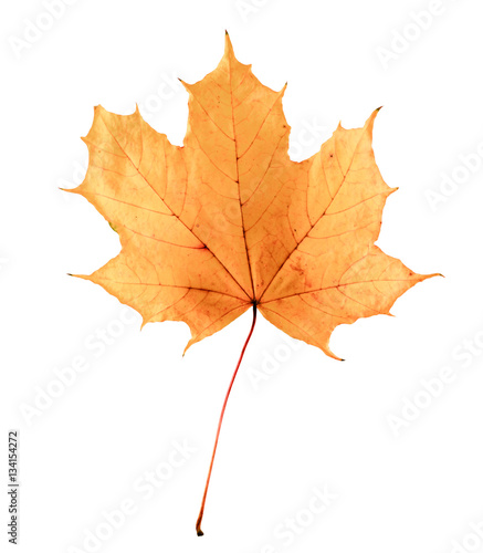 Golden orange and red maple leaf isolated white background. Beautiful autumn maple leaf isolated on white. Fall leaf