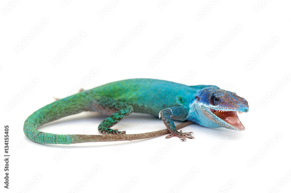 Naklejka premium lizard isolated on white