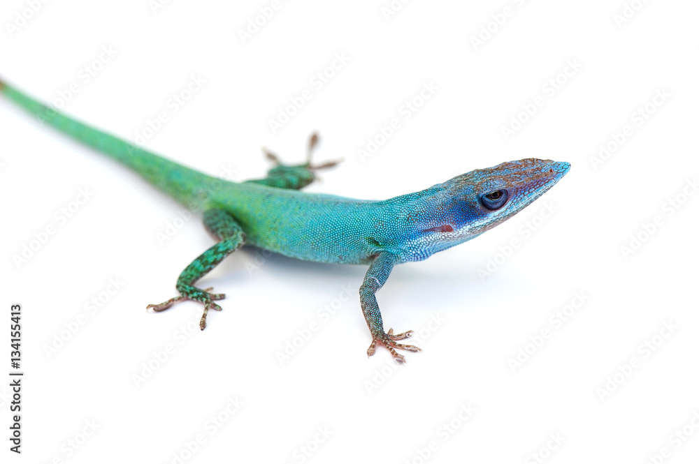Fototapeta premium lizard gecko isolated dhite bacground