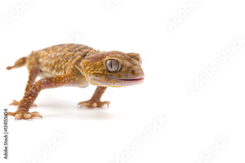 lizard isolated on white