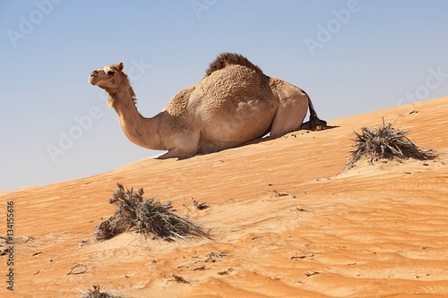 Dromedario sulle dune del deserto dell'Oman photo