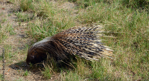 Porcupine Side/Side view of brown porcupine