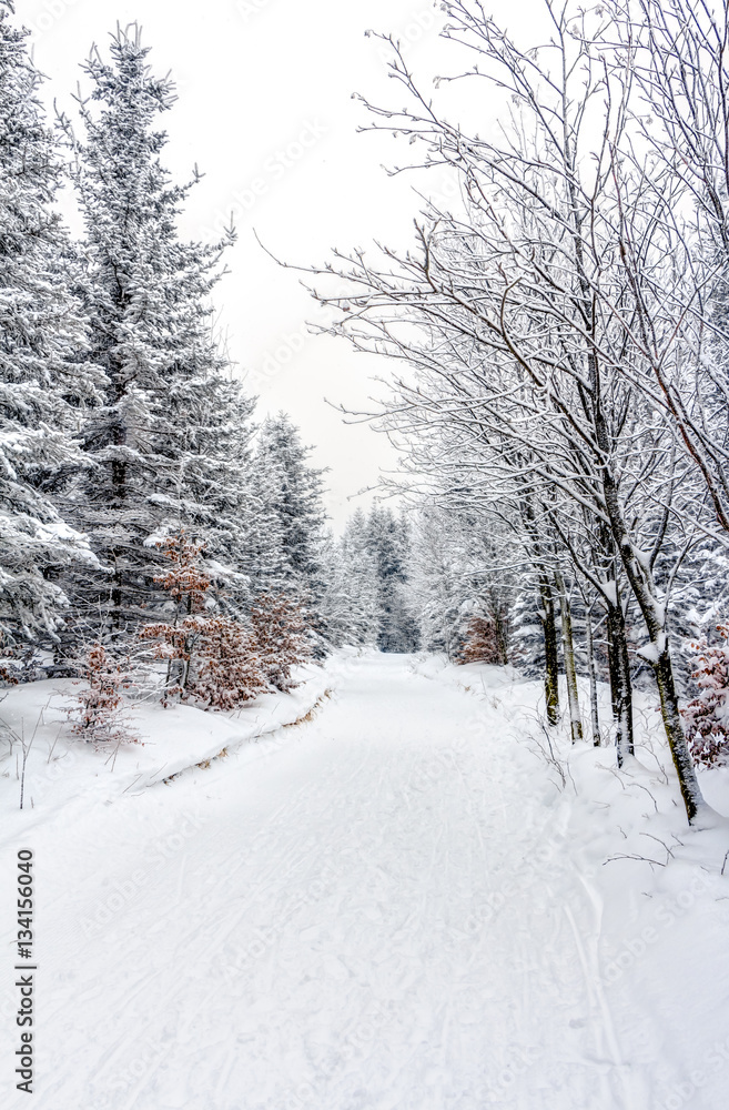 Landscape of snowy mountains in the highlands near Altenberg, Saxony in Germany Landscape of snowy mountains in the highlands near Altenberg, Saxony in Germany