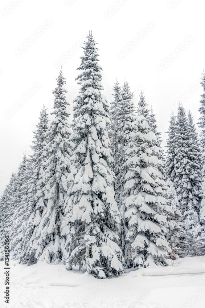 Landscape of snowy mountains in the highlands near Altenberg, Saxony in Germany Landscape of snowy mountains in the highlands near Altenberg, Saxony in Germany