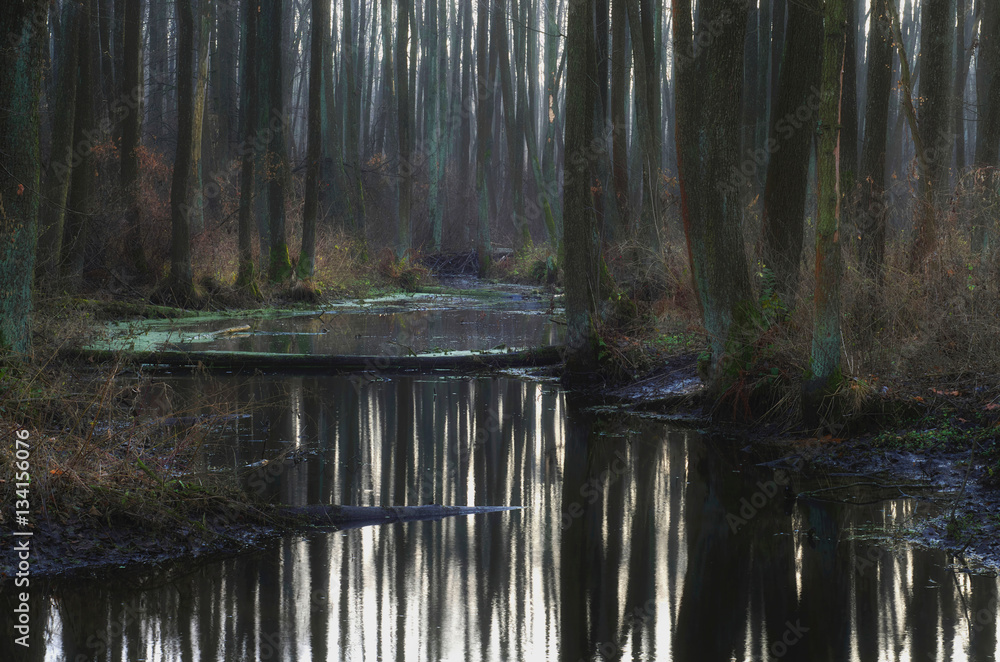 Fototapeta premium Leśne lustro