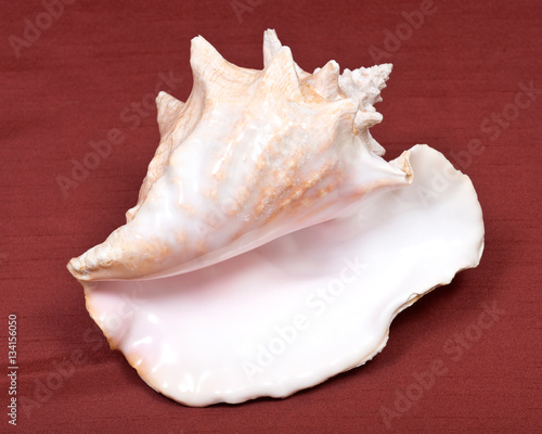 Large pink queen conch seashell on red fabric background