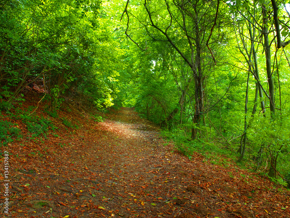 Obraz premium Forest path
