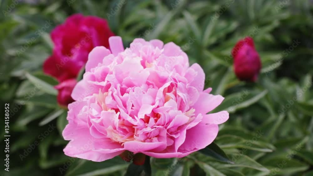 Pink peony in garden Pink peony in garden