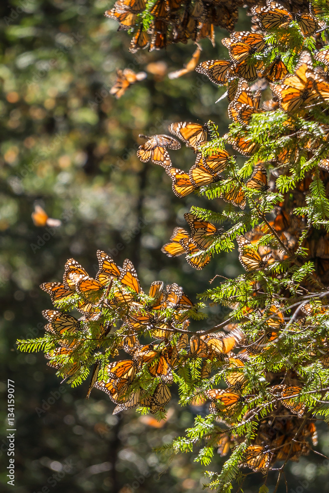 Fototapeta premium Monarch Butterflies on tree branch, Michoacan, Mexico
