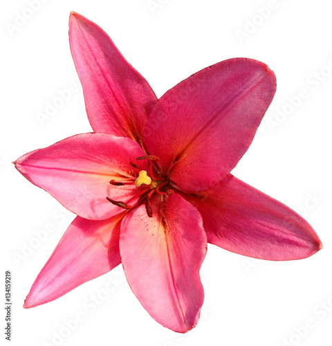 Lily Flower Isolated